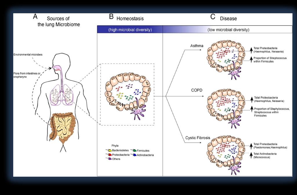 Benjamin J, Yadava K, Nicod LP. The airway microbiome and disease. Chest. 2013 Aug;144(2):632-63 Zmienność mikrobiomu w chorobach dróg oddechowych Proteobacteria: Haemophilus spp.