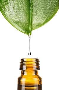 2. Sposoby pozyskiwania olejków eterycznych lejki eteryczne to skomplikowane mieszaniny różnorodnych pod względem chemicznym związków organicznych od prostych estrów, aldehydów, ketonów i alkoholi po