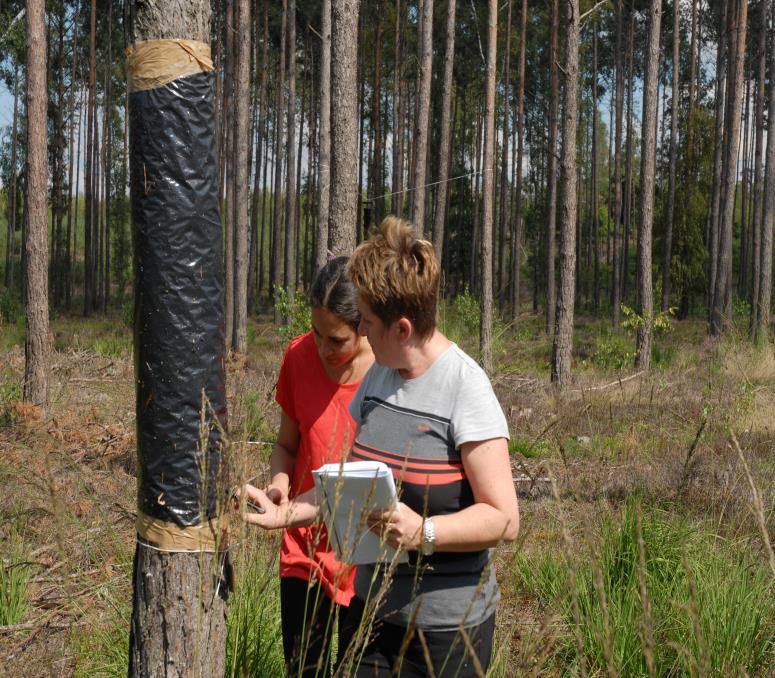 ) Pułapka segmentowa fioletowa Pułapka