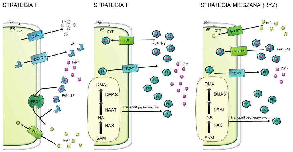Rycina 1. Strategie pobierania żelaza przez rośliny.