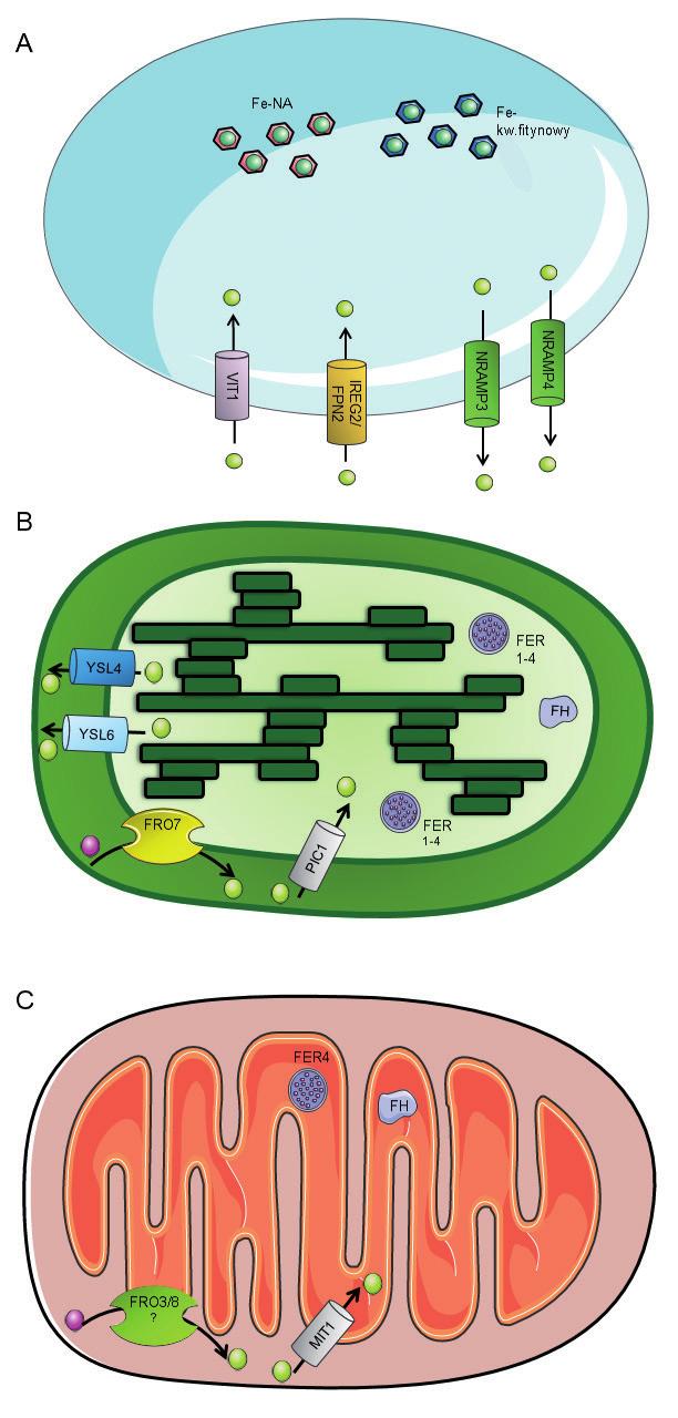 WEWNĄTRZKOMÓRKOWY TRANSPORT ŻELAZA Wewnątrz komórki żelazo kierowane jest do organelli o wysokim zapotrzebowaniu na żelazo, takich jak mitochondria i chloroplasty, w których zachodzą procesy ściśle