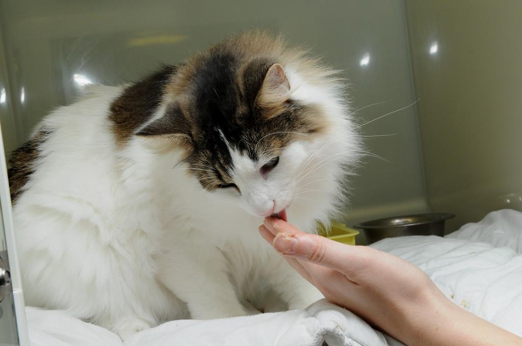 Cat Friendly Clinic Zmiana diety kota Dlaczego należy zmienić kotu dietę? Twój weterynarz może zalecić kotu inną lub specjalną dietę.