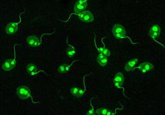 [ 108 ] Podstawy immunologii dla reumatologów 8.