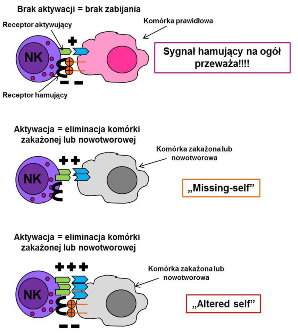 CYTOTOKSYCZNOŚĆ [ 129 ] NK. Zjawisko to dało podstawę do stworzenia hipo- Ryc. 2. Schemat aktywacji komórki NK tezy missing-self.
