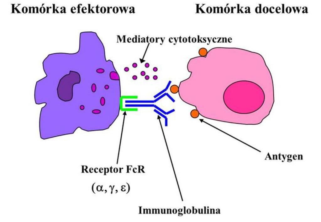 [ 130 ] Podstawy immunologii dla reumatologów Komórki NK wyposażone są jeszcze w wiele innych receptorów mogących indukować ich aktywację.
