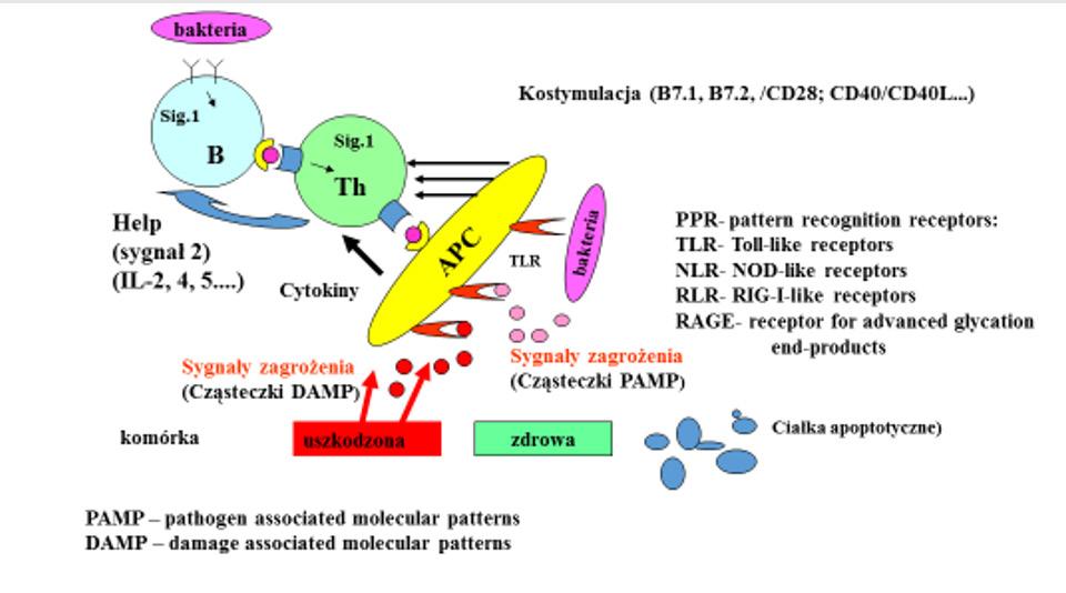 Po związaniu mikrobów lub ich fragmentów receptory te uczestniczą w fagocytozie powstałych kompleksów i ich degradacji. Inicjacja odpowiedzi immunologicznej. Ryc. 3.