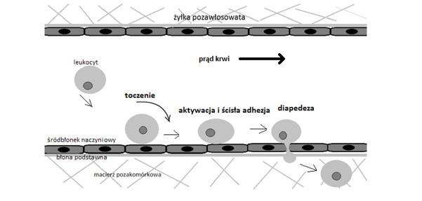 [ 34 ] Podstawy immunologii dla reumatologów pod śródbłonkiem).