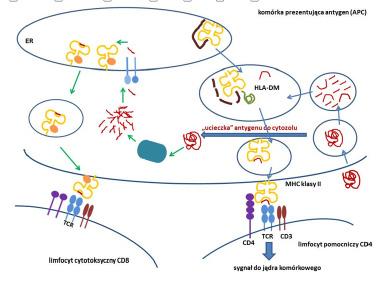 [ 60 ] Podstawy immunologii dla reumatologów 9. Prezentacja antygenu MHC klasy II MHC klasy II prezentuje antygeny pochodzenia zewnątrzkomórkowego pochodzące z endocytozy i makropinocytozy.