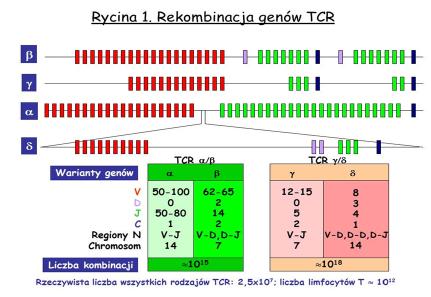 [ 66 ] Podstawy immunologii dla reumatologów Ryc. 1. Rekombinacja genów TCR 2.