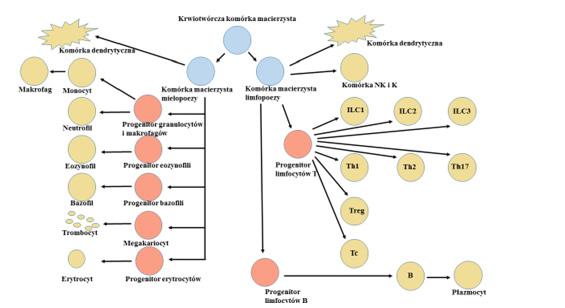 Odporność wrodzona, zapalenie i regulacja odpowiedzi immunologicznej [ 7 ] Ryc.1.