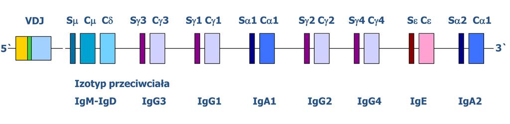 [ 80 ] Podstawy immunologii dla reumatologów Przeciwciała są immunogenne i podane innemu organizmowi (innego gatunku) wywołują powstanie antyprzeciwciał (antyimmunoglobulin).