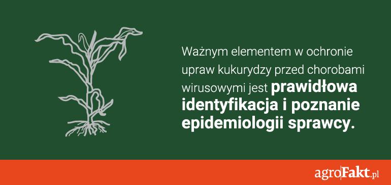 .pl Nie ma możliwości bezpośredniego chemicznego zwalczania wirusów przez użycie środków ochrony roślin.