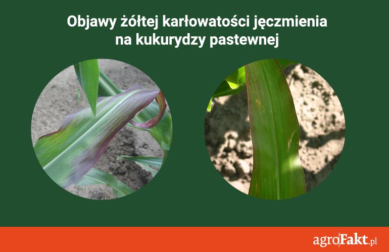 .pl Klinika Chorób Roślin Instytutu Ochrony Roślin PIB w Poznaniu, to jedyna taka jednostka w Polsce, świadcząca usługi z zakresu wykrywania i identyfikacji chorób wirusowych.