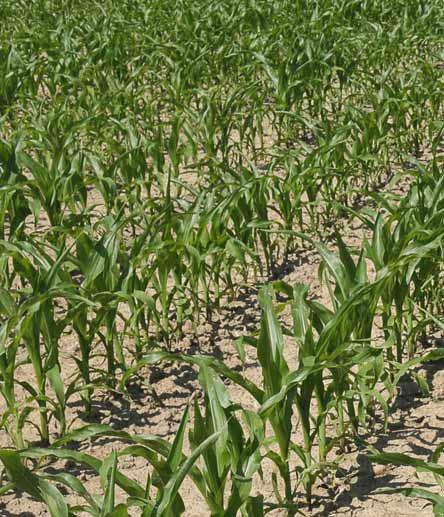 Precision Combi Seeding (PCS) Technika siewu punktowego Wszystko w jednym czysta wydajność PCS integruje technikę siewu punktowego w siewniku