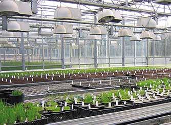 Sukces w uprawie roślin wymaga nie tylko stworzenia odpowiednich kombinacji genetycznych, ale również solidnych podstaw