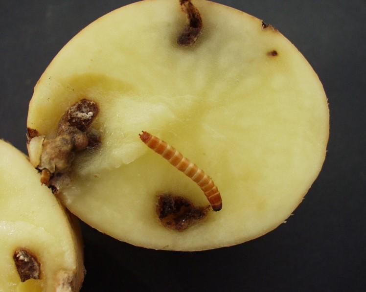 Zadanie 10. Wiosenną pielęgnację użytków zielonych położonych na glebach organicznych i silnie próchnicznych należy rozpocząć od Zadanie 11. włókowania i wałowania. bronowania i wapnowania.