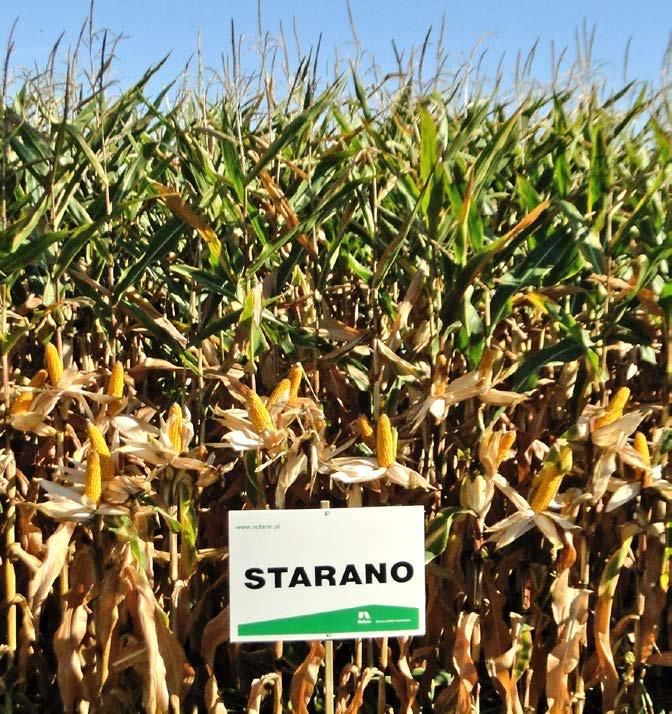 oraz Fuzarium 102% 101% 99% 98% Starano (673 dt/ha) Wzorzec 102% 98% 96%