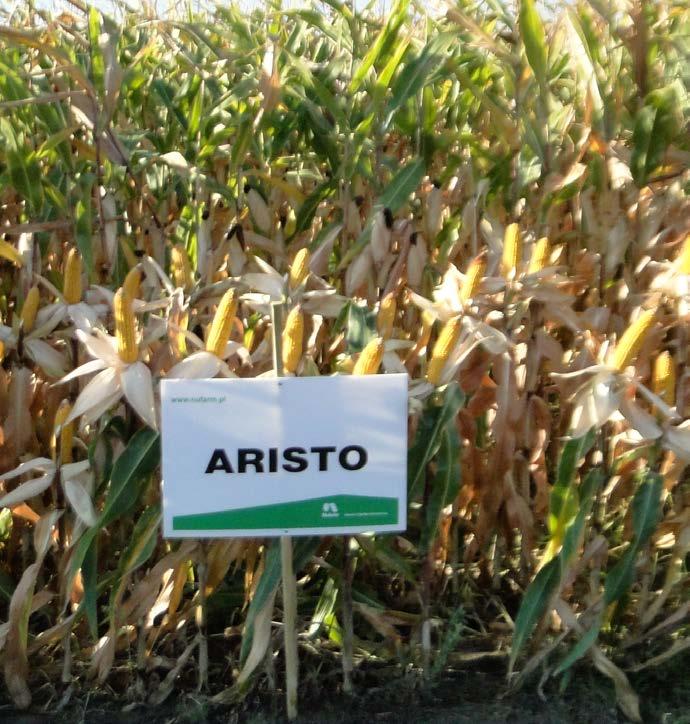 ARISTO Aristo FAO 210-220 ziarno / kiszonka Plon ziarna