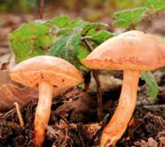 Maślaczek pieprzowy Chalciporus piperatus niejadalny ze względu na ostry smak (fot.). Wiele gatunków grzybów wyrasta w tzw. czarcim kręgu.