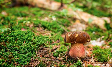 V-XI V-XI Borowik ceglastopory Neoboletus luridiformis Kapelusz ciemnobrązowy, trzon gęsto pokryty drobnymi czerwonymi plamami.