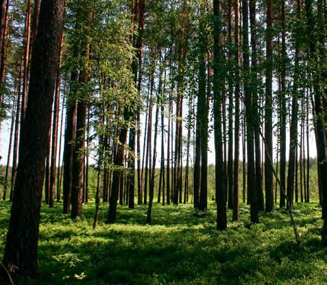 ISTOTNE INFORMACJE NA TEMAT GRZYBÓW Zbieranie grzybów to wielowiekowa tradycja i zarazem wspaniała rodzinna rozrywka łącząca pokolenia.