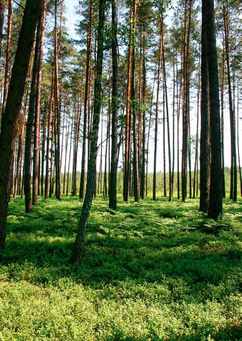 Wydano na zlecenie: Lokalnej Organizacji Turystycznej SERCE KASZUB ul. Świętojańska 5E, 83-400 Kościerzyna tel. 58 685 33 87, 790 200 211 www.