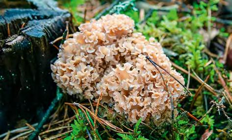 borowik sosnowy Boletus pinophilus czy borowik usiatkowany Boletus reticulatus. Oba gatunki jadalne. Borowik szlachetny bywa mylony z tzw.