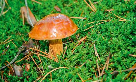 VI-XI VI-X Czubajka kania Macrolepiota procera Borowik brunatny (dawniej podgrzybek brunatny) Boletus badius Kapelusz barwy brązowej, początkowo wypukły, u starszych osobników bardziej spłaszczony.