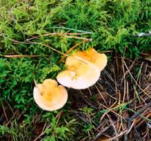 Muchomor zielonawy, muchomor sromotnikowy Amanita phalloides śmiertelnie trujący, u dołu trzonu pochwa, nieruchomy pierścień. Zasłonaki, strzępiaki (fot.).