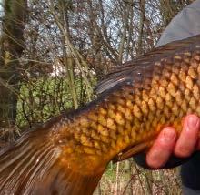 Wszystkie tyczki z serii Hypercarp to specjalistyczne wędki przeznaczone do łowienia największych karpi na mocny sprzęt. Warto nabyć taką tyczkę, gdy zwykłe tyczki typu "power" okazują się za słabe.