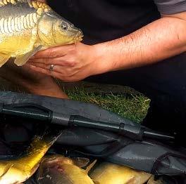 Pellet Waggler Piękna, lekka i cienka 2-częściowa wędka o klasycznej pełnej akcji, koniecznej do łowienia karpi lub większych ryb. Wędka ma krótką rękojeść. Oczywiście standardowa moc Black Magic.