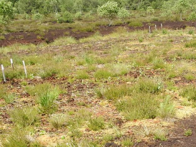 Calluna vulgaris Stan 4.07. 2017r. Fot. J. Herbich Fot. 10. Polder 12.