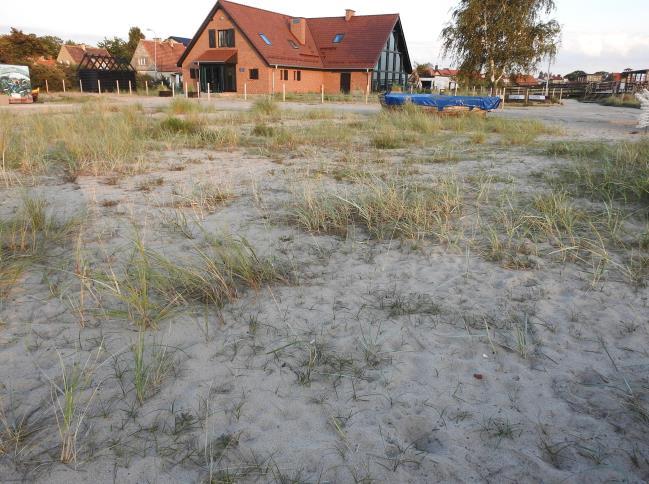 Na zdjęciu z prawej widoczna turzyca