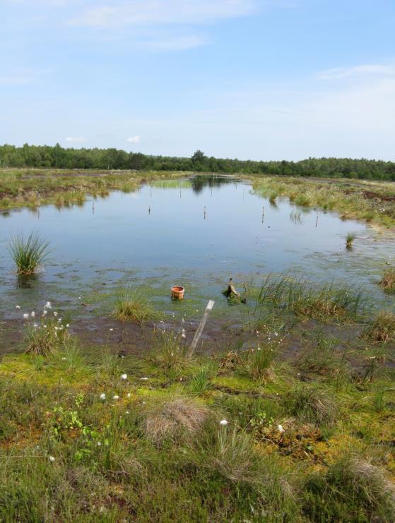 M. Herbichowa Fot. 7. Częściowo zalany polder 9.
