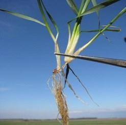 Widok siewki oziminy w 2016 roku http://www3.syngenta.
