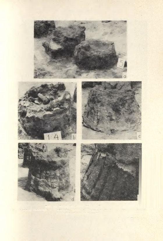 TARCHALICE, POW. WOŁÓW 425- Ryc. 22. Tarchalice, pow. Wołów.