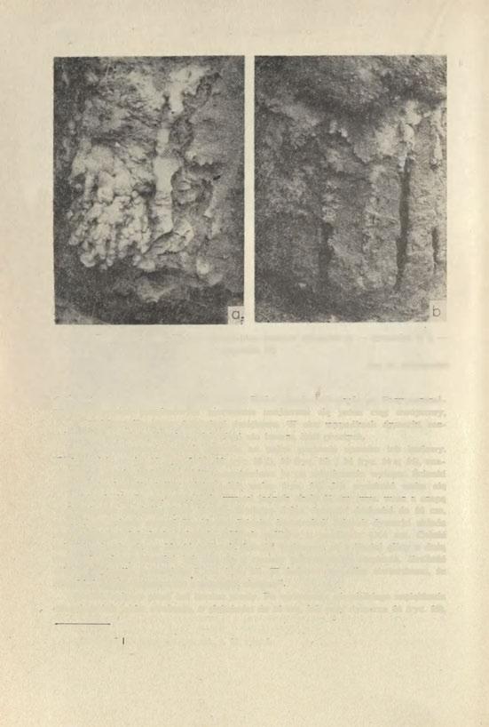 426 GRZEGORZ DOMAŃSKI Ryc. 23. Tarchalice, pow. Wołów. Fragmenty ścianek dymarek (a dymarka 4; b dymarka 27) Fot. W. Hołubowicz cech tego układu, lecz zniszczenie pewnej liczby pieców zaburzyło go.