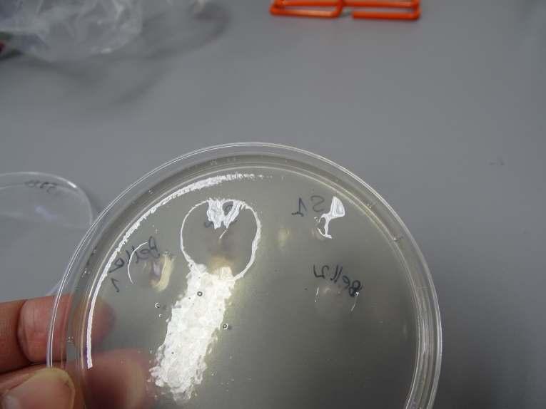 4. c.d. Kolekcja bakterii Pectobacteriumi Dickeya W 2017 r. izolowano bakterie z 5 odmian ziemniaka: Bellarosa, Caprice, Damaris, Estrella, Syrena.