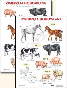 owoców, w formacie min.