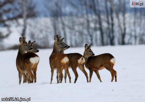 Zwierzęta w zimie Dla zwierząt zima to okres walki o przetrwanie, rodzaj wielkiego życiowego egzaminu.