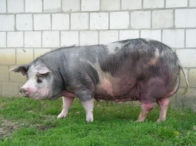 Smalcowy. C. Słoninowy. D. Tłuszczowo-mięsny. Zadanie 3.