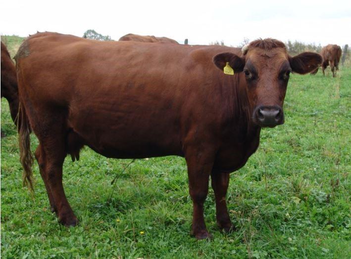Zadanie 15. Którą rasę krowy przedstawiono na rysunku? Polską Holsztyńsko-Fryzyjską. Polską czerwoną. Limousine. Jersey. Zadanie 16.
