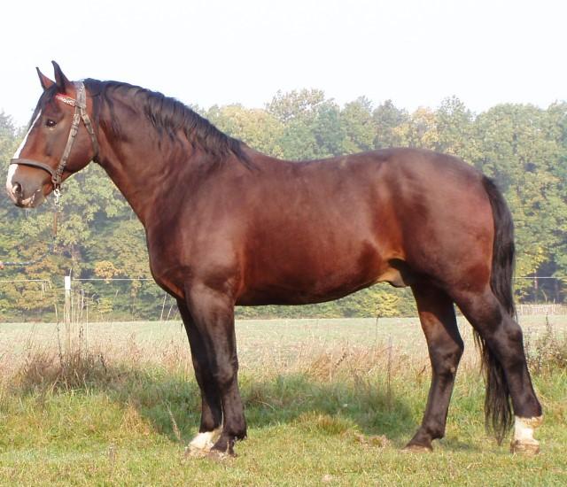 Zadanie 19. Wskaż skrót rasy konia zaprezentowanego na rysunku. z kn oo śl Zadanie 20. Wskaż nazwę zębów konia oznaczonych cyfrą 1. Kły. Cęgi. Okrajki. Średniaki. Zadanie 21.