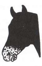 rysunku. Derka. Leopard. Cętkowany. Werniksowy. Zadanie 29.