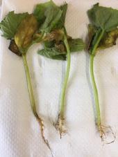 Fot. 1, 2. Zgorzel siewek powodowana przez Pythium spp.