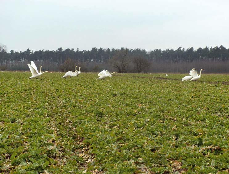 Łabędź należy do gatunków chronionych przez cały rok, co staje się przyczyną stałego wzrostu jego populacji w Polsce. Ocieplenie klimatu natomiast powoduje, że gęsi gęgawy gniazdują w naszym kraju.