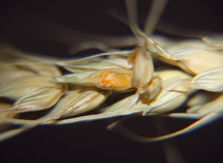 32 Poradnik SYGNALIZATORA ochrony zbóż choroby ZBÓŻ 33 4. RDZA BRUNATNA ŻYTA Puccinia recondita f.sp.