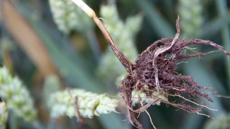 50 Poradnik SYGNALIZATORA ochrony zbóż Infekcja przez Oculimacula spp. występuje wcześnie, porażone rośliny można stwierdzić już w kwietniu lub maju.