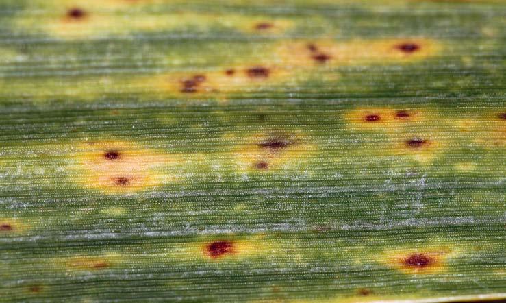 84 Poradnik SYGNALIZATORA ochrony zbóż 16. BRUNATNA PLAMISTOŚĆ LIŚCI (DTR) Pyrenophora tritici repentis, st. kon.