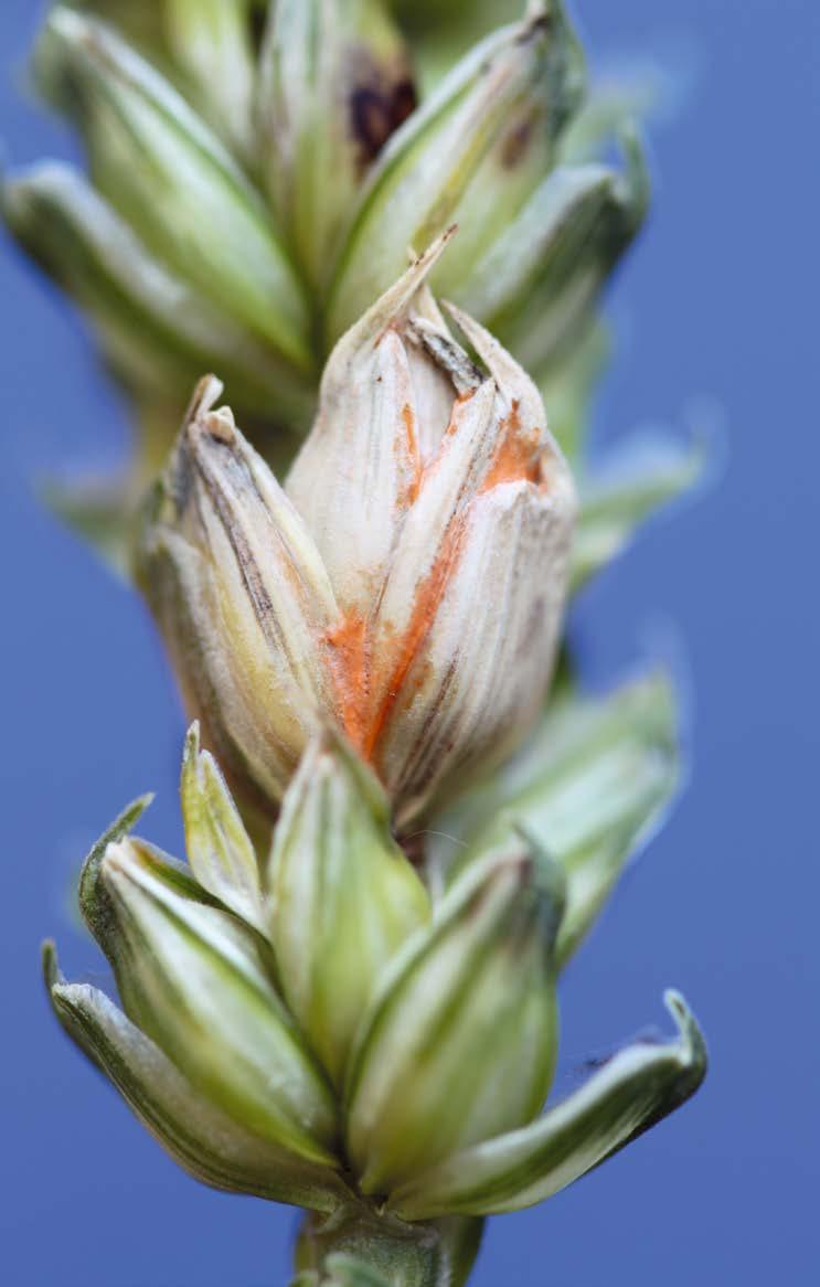 92 Poradnik SYGNALIZATORA ochrony zbóż choroby ZBÓŻ 93 18. CZERŃ ZBÓŻ Alternaria spp., Cladosporium spp., Epiccocum spp., Ascochyta spp.